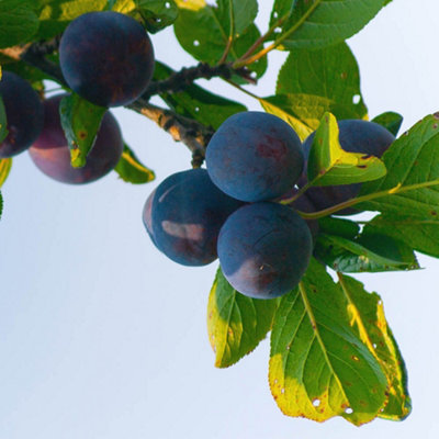 Plum Little Vic Patio Fruit Tree in a 4L Pot - 4