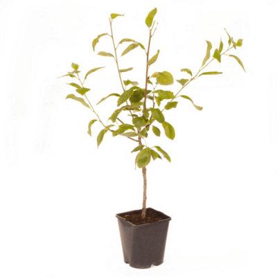 Plum Little Vic Patio Fruit Tree in a 4L Pot - 5