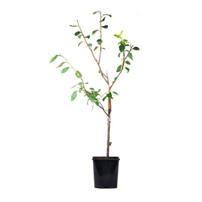 Plum Little Vic Patio Fruit Tree in a 4L Pot - 6