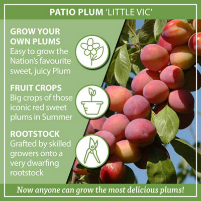 Plum Little Vic Patio Fruit Tree in a 4L Pot - 7