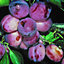 Plum Opal - Fruit Tree, Outdoor Garden Plant Patio Trees (4-5ft Height, 7.5L Pot)