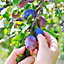 Plum Opal - Fruit Tree, Outdoor Garden Plant Patio Trees (4-5ft Height, 7.5L Pot)