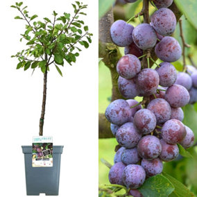 Plum Opal Patio Tree - Sweet Fruit-Bearing Tree for UK Patio Gardens - Outdoor Plant (2-3ft)