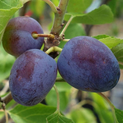 Plum Opal Patio Tree - Sweet Fruit-Bearing Tree for UK Patio Gardens - Outdoor Plant (2-3ft)