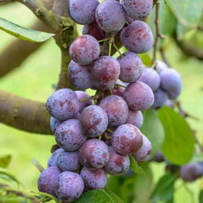 Plum Opal Patio Tree - Sweet Fruit-Bearing Tree for UK Patio Gardens - Outdoor Plant (2-3ft) - 3