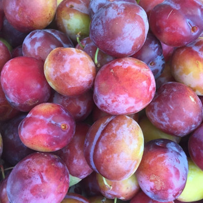 Plum Opal Patio Tree - Sweet Fruit-Bearing Tree for UK Patio Gardens - Outdoor Plant (2-3ft) - 4