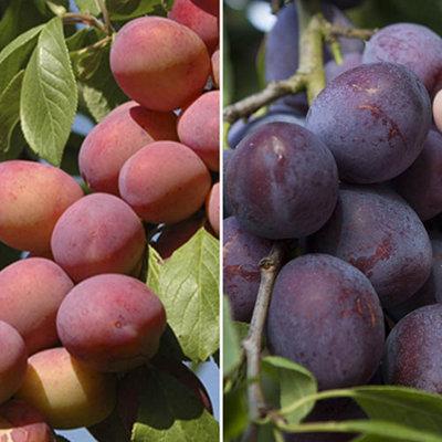 Plum Patio Fruit Tree 2 Varieties on 1 Bare Root Tree Grown Your Own Plums Supplied as 1 x Bare Root Plant Ready to Plant