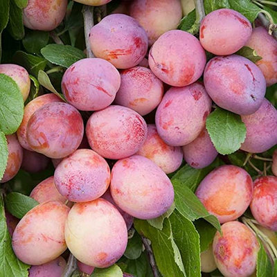 Plum Tree - Sweet Orange Plum - Patio Fruit Tree 2-4ft in 5 Litre Pot
