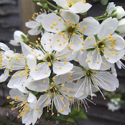 Plum Tree - Sweet Orange Plum - Patio Fruit Tree 2-4ft in 5 Litre Pot - 3