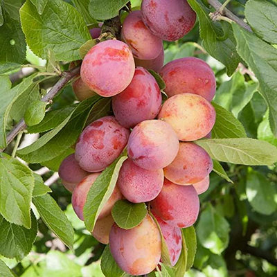 Plum Tree - Sweet Orange Plum - Patio Fruit Tree 2-4ft in 5 Litre Pot - 4