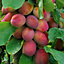 Plum Victoria - Fruit Tree, Outdoor Garden Plant Patio Trees (4-5ft Height, 7.5L Pot)
