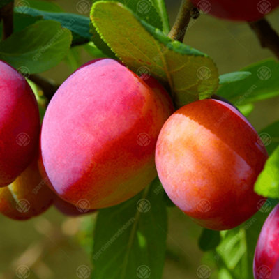 Plum Victoria Patio Tree - Delicious Fruit-Bearing Tree for UK Patio Gardens - Outdoor Plant