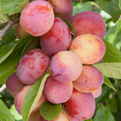Plum Victoria Patio Tree - Delicious Fruit-Bearing Tree for UK Patio Gardens - Outdoor Plant - 3