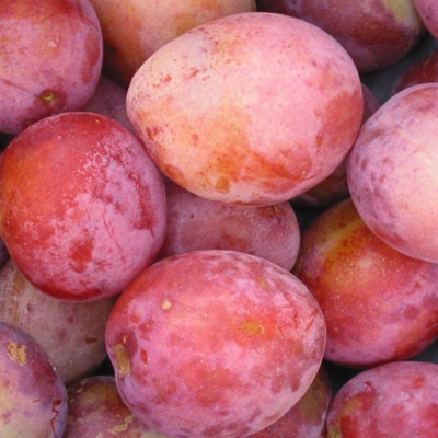 Plum Victoria Patio Tree - Delicious Fruit-Bearing Tree for UK Patio Gardens - Outdoor Plant - 4