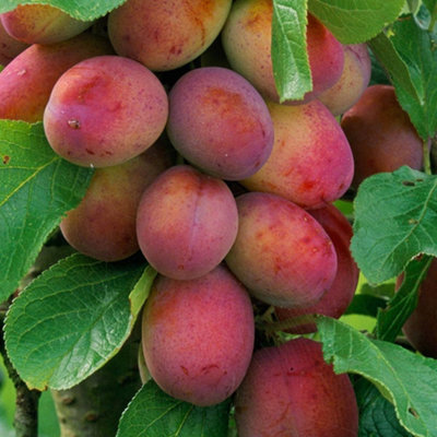 Plum Victoria Patio Tree - Delicious Fruit-Bearing Tree for UK Patio Gardens - Outdoor Plant - 5