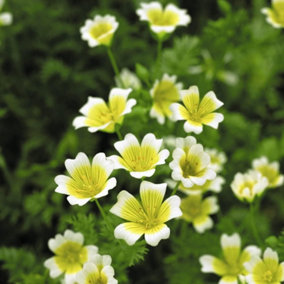 Poached Egg Plant (Limnanthes) 1 Seed Packet (50 Seeds)