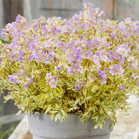 Polemonium Golden Feathers - Bright Foliage, Light Purple Flowers, Ideal for UK Gardens, Small Size (10-20cm Height Including Pot)