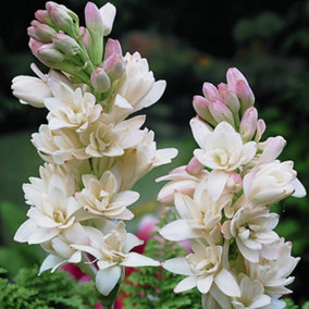 Polianthes tuberosa The Pearl (Tuberose) - pack x 10