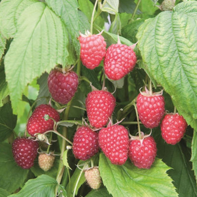 Polka Raspberry (Rubus) Tree - 3Ltr Potted