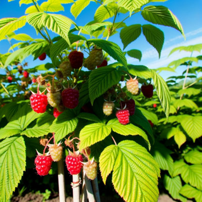 Polka Raspberry (Rubus) Tree - 3Ltr Potted
