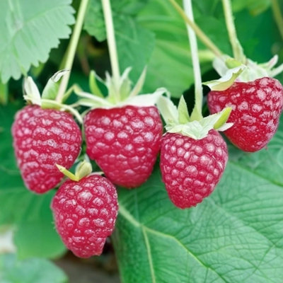 Polka Raspberry (Rubus) Tree - 3Ltr Potted