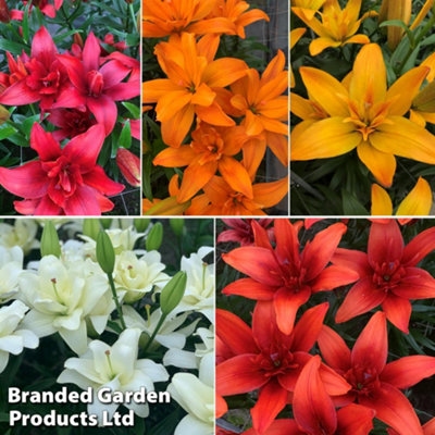 Pollen Free Lily Collection - 10 Bulbs - Outdoor Garden Plants, Ideal ...
