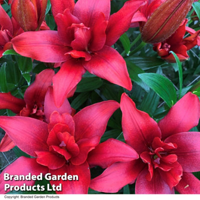 Pollen Free Lily Collection - 10 Bulbs - Outdoor Garden Plants, Ideal ...