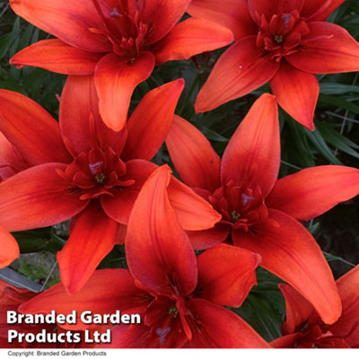 Pollen Free Lily Collection - 10 Bulbs - Outdoor Garden Plants, Ideal ...