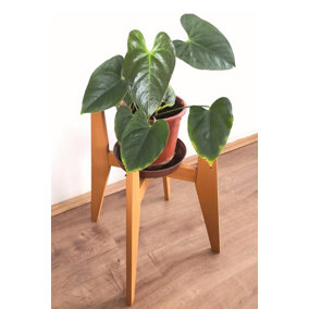 Pollny Handmade Solid Wood Plant Stand