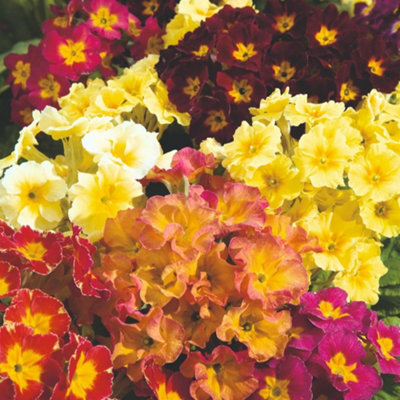 Polyanthus Giant Thrill Mix Hardy Annual Flower Seeds - Colourful ...