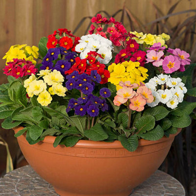 Polyanthus 'High Seas' Mix 60 Plugs