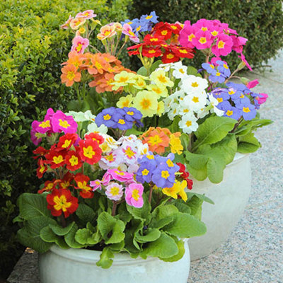 Polyanthus 'High Seas' Mix 60 Plugs