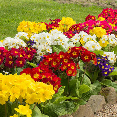 Polyanthus 'High Seas' Mix 60 Plugs - 3