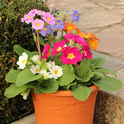 Polyanthus 'High Seas' Mix 60 Plugs - 4