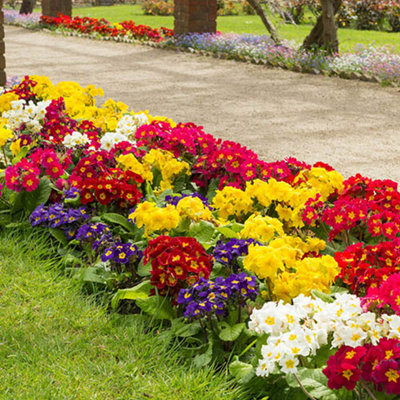 Polyanthus 'High Seas' Mix 60 Plugs - 5