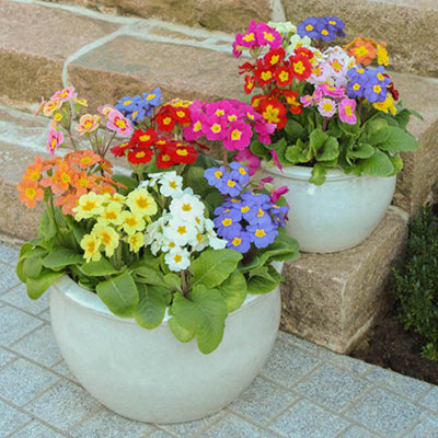 Polyanthus 'High Seas' Mix 60 Plugs - 6