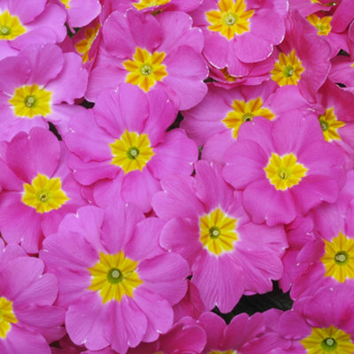 Polyanthus Rose Colourful Flowering Garden Ready Bedding Plants 6 Pack - 3