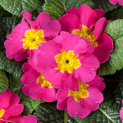 Polyanthus Rose Colourful Flowering Garden Ready Bedding Plants 6 Pack - 4