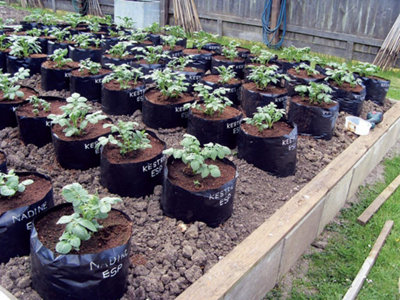 Polypots Pack of 5, lightweight re-usable pots that holds up to 20 litres of compost