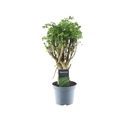 POLYSCIAS PARSLEY BONSAI, 12CM POT SIZE, 40CM TALL, BONSAI, INDOOR  HOUSEPLANT