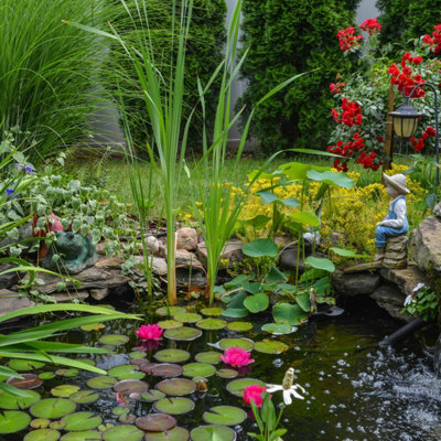 Pond Plant 4 x Mix in 9cm Pots - Assorted Marginal Water Plants - Low ...
