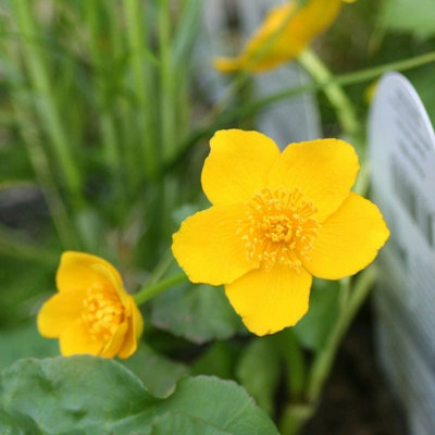 Pond Plant 4 x Mix in 9cm Pots - Assorted Marginal Water Plants - Low ...