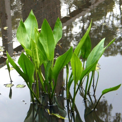 Pond Plant 4 x Mix in 9cm Pots - Assorted Marginal Water Plants - Low ...