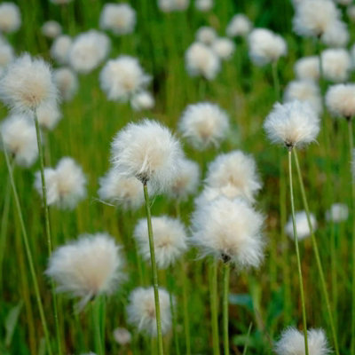 Pond Plant 4 x Mix in 9cm Pots - Assorted Marginal Water Plants - Low ...