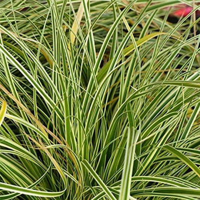Pond Plants for Small Ponds - 3 x 9cm Pot Acorus Gramineus Variegatus ...