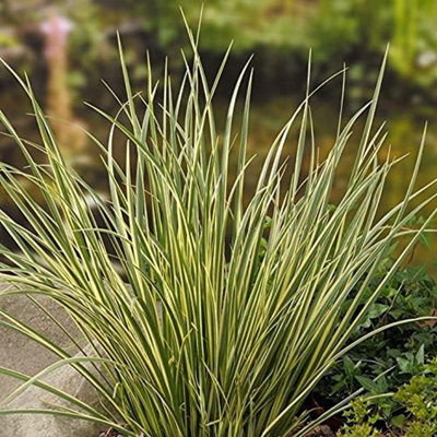 Pond Plants for Small Ponds - 3 x 9cm Pot Acorus Gramineus Variegatus ...