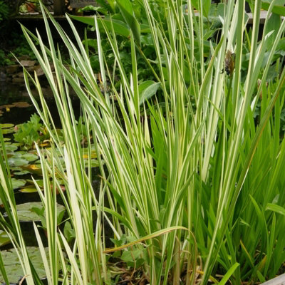 Pond Plants for Small Ponds - 3 x 9cm Pot Acorus Gramineus Variegatus ...