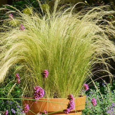Pony Tails Grass - 3 Plants - 3 Decorative Stipa Feather Grass for The Garden - Stipa Tenuissima
