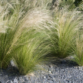 Pony Tails Grass - 3 Plants - 3 Decorative Stipa Feather Grass for The Garden - Stipa Tenuissima