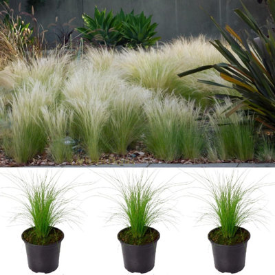 Pony Tails Grass - 3 Plants - 3 Decorative Stipa Feather Grass for The Garden - Stipa Tenuissima